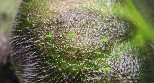 plant leaf mite påverkas