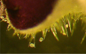 Ouale acarianului parasitiformes | Senpolia