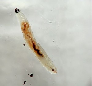larva sciaridae