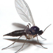 sciaridae insecta-vuxen