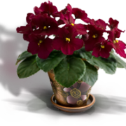 classification of African violets